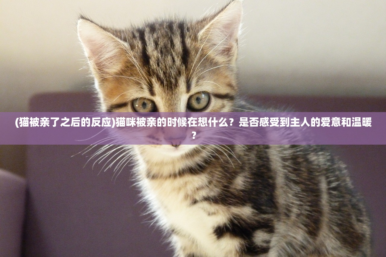 (猫被亲了之后的反应)猫咪被亲的时候在想什么？是否感受到主人的爱意和温暖？