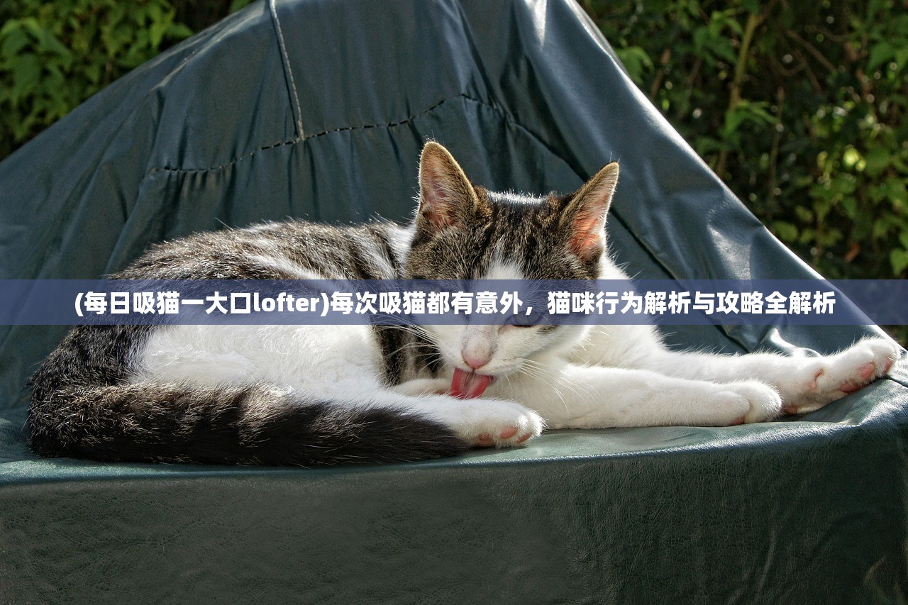 (每日吸猫一大口lofter)每次吸猫都有意外，猫咪行为解析与攻略全解析