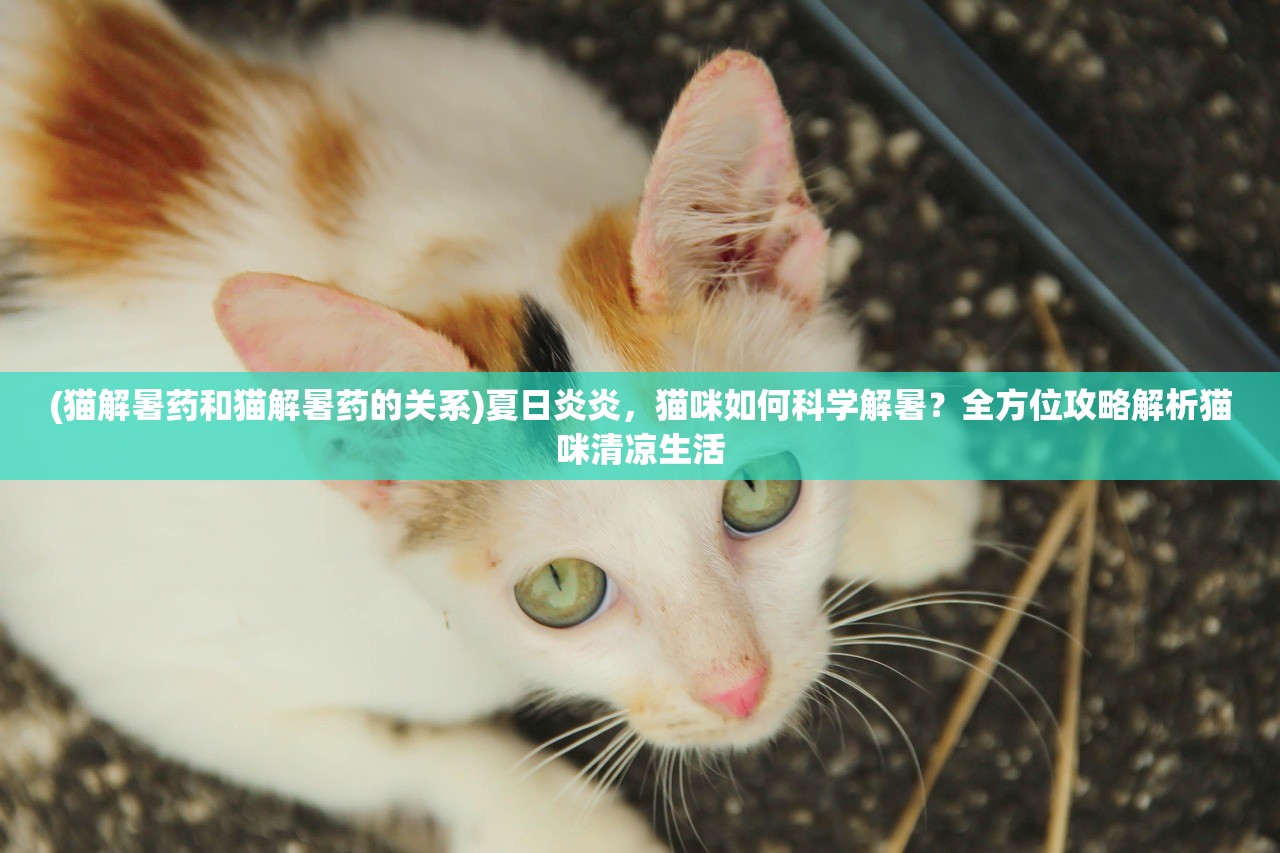 (猫解暑药和猫解暑药的关系)夏日炎炎，猫咪如何科学解暑？全方位攻略解析猫咪清凉生活