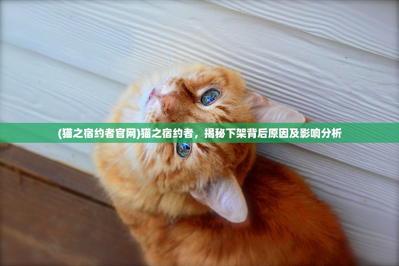 (猫之宿约者官网)猫之宿约者，揭秘下架背后原因及影响分析