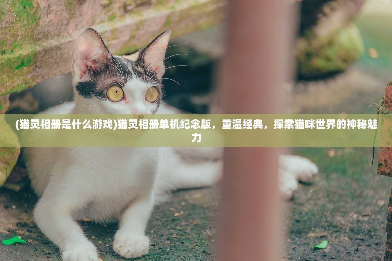 (猫灵相册是什么游戏)猫灵相册单机纪念版，重温经典，探索猫咪世界的神秘魅力