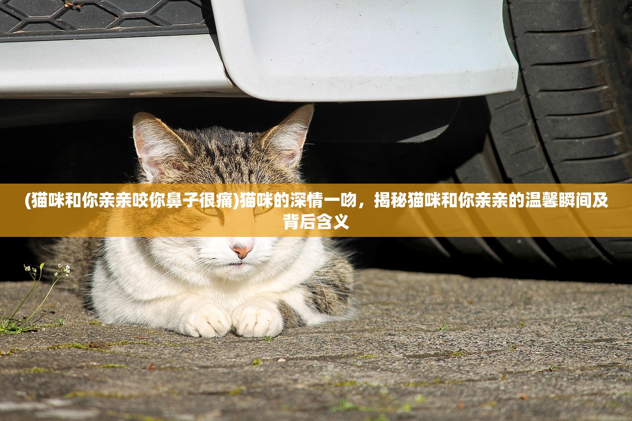 (猫咪和你亲亲咬你鼻子很痛)猫咪的深情一吻，揭秘猫咪和你亲亲的温馨瞬间及背后含义