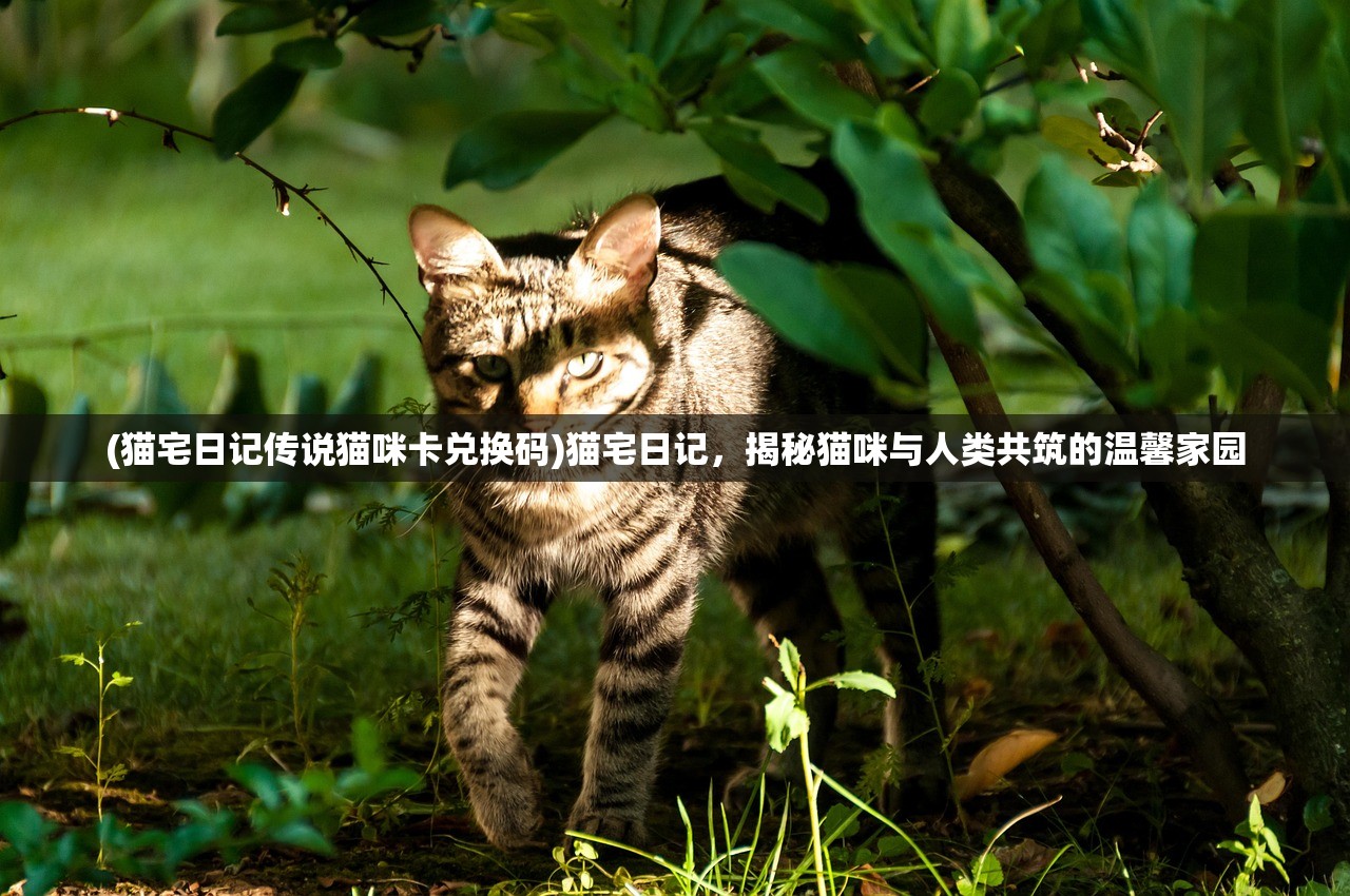 (猫宅日记传说猫咪卡兑换码)猫宅日记，揭秘猫咪与人类共筑的温馨家园